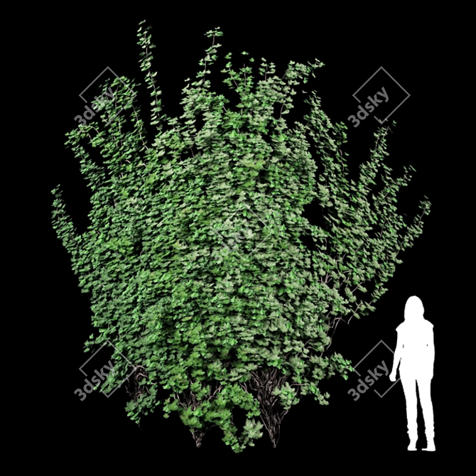 Curved Wall Ivy Creeper 3D model image 1