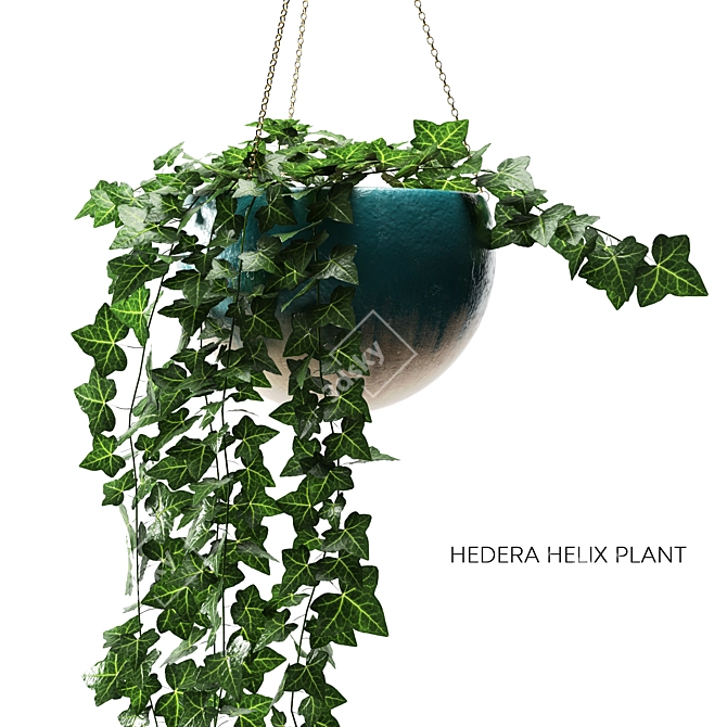Evergreen Hedera Helix in Blue Ceramic Vase 3D model image 2