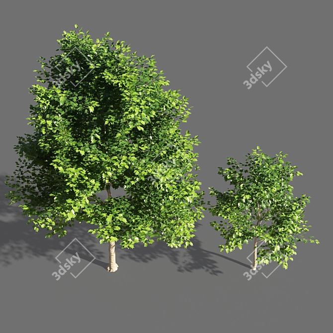 Blooming Tulip Tree Sculpture 3D model image 2