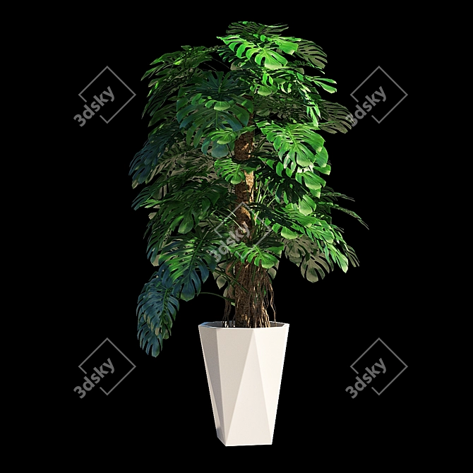 Tropical Majesty: Monstera Deliciosa 3D model image 1