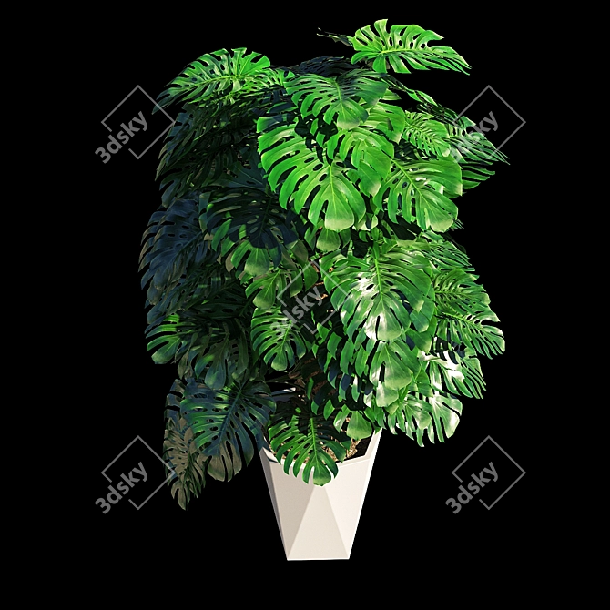 Tropical Majesty: Monstera Deliciosa 3D model image 2