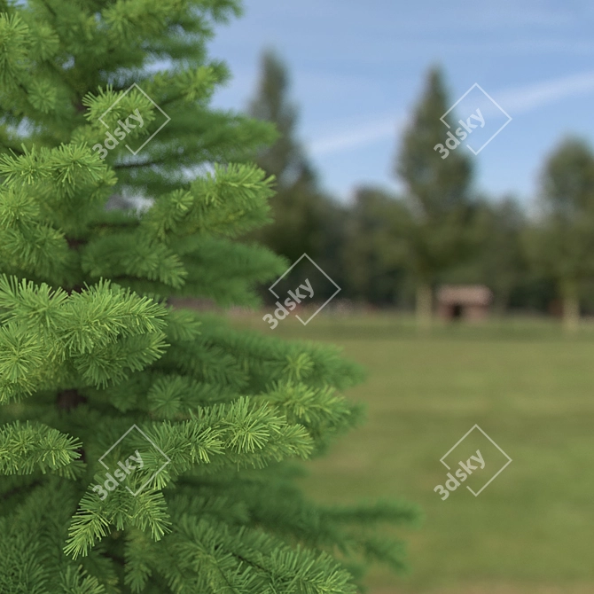Spruce Tree 3D Model: Highly Detailed, Realistic 3D model image 2