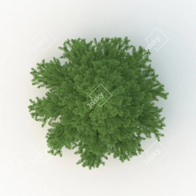 Spruce Tree 3D Model: Highly Detailed, Realistic 3D model image 3