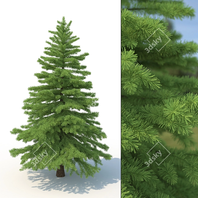 Realistic Spruce Tree 3D Model 3D model image 1