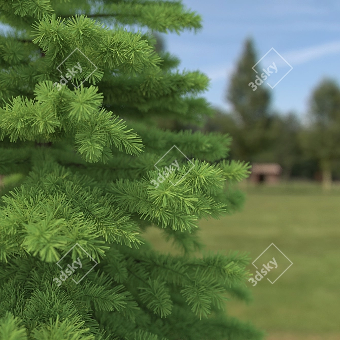 Realistic Spruce Tree 3D Model 3D model image 2