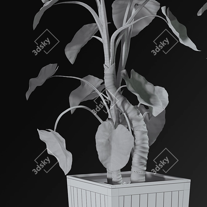 Desert Oasis Alocasia  3D model image 3