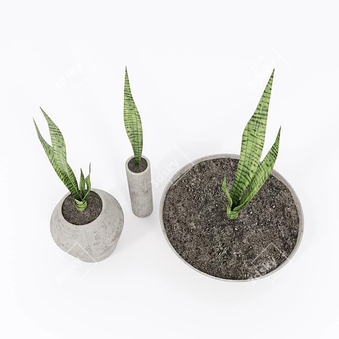 Title: Concrete Pot Green Sansevieria 3D model image 2