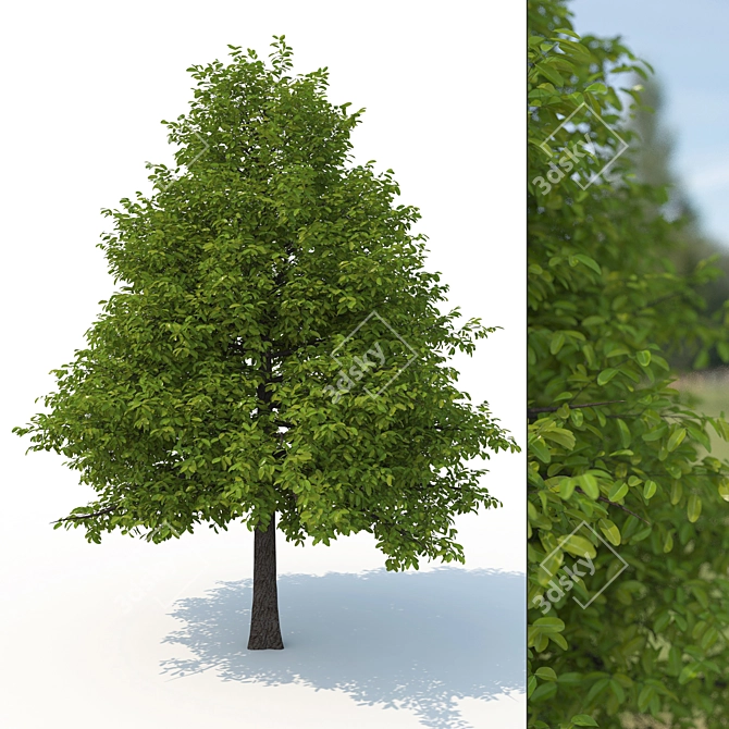 Woodland Nyssa No. 1 3D Model 3D model image 1