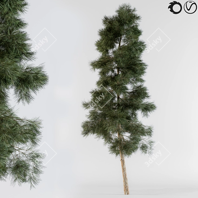 Evergreen Pine Tree Collection 3D model image 1