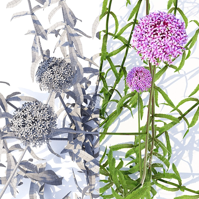 Elevated Verbena Bonar Flowers 3D model image 2