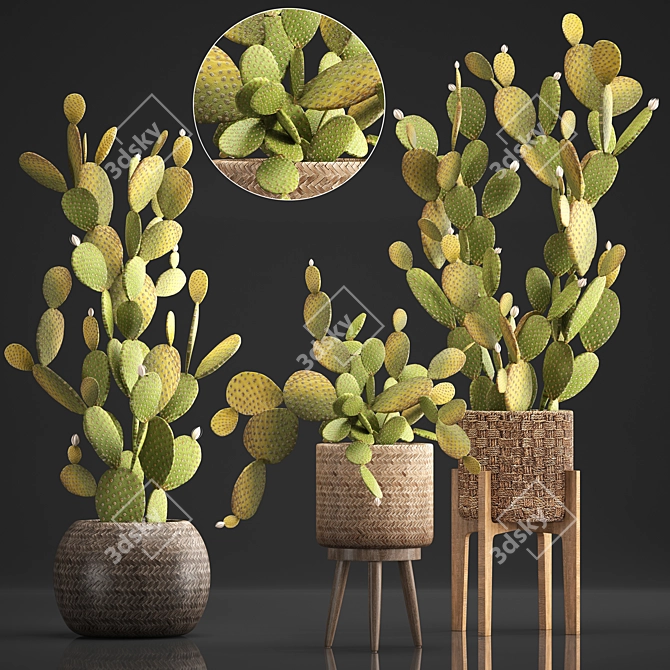 Exotic Cactus Set for Indoor Decor 3D model image 1