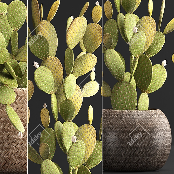 Exotic Cactus Set for Indoor Decor 3D model image 2