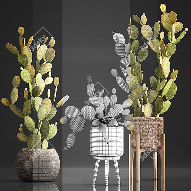 Exotic Cactus Set for Indoor Decor 3D model image 3