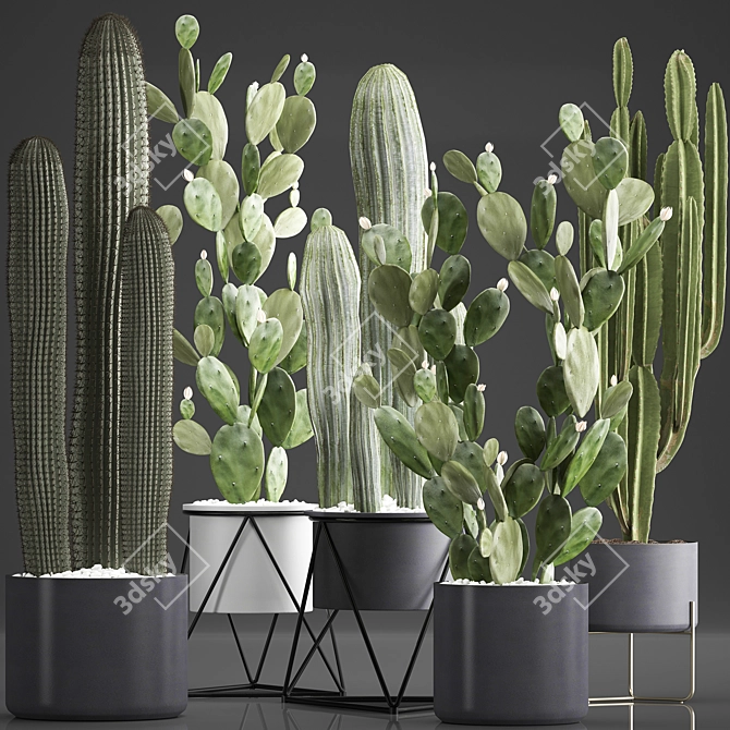 Exotic Cactus Collection: 376 Varieties 3D model image 1
