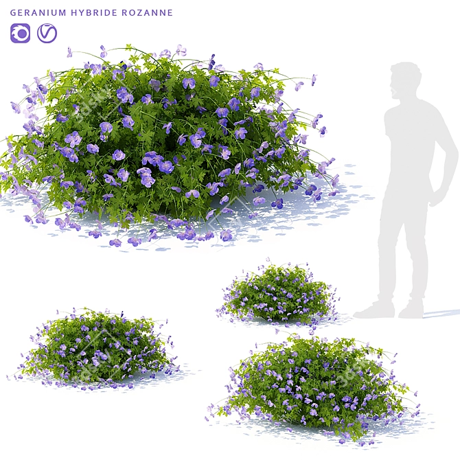 Rozanne Hybrid Geranium Bush: Vibrant and Versatile 3D model image 1