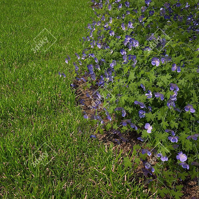 Rozanne Hybrid Geranium Bush: Vibrant and Versatile 3D model image 3