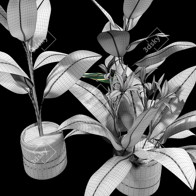 Tropical Kanna Plant Collection 3D model image 3