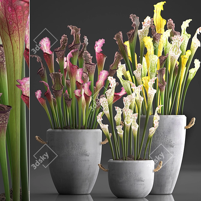 Exotic Sarracenia Plant Collection 3D model image 1