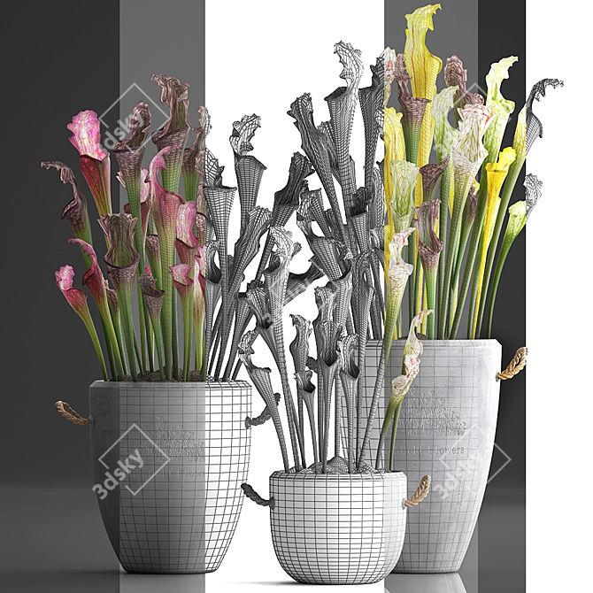 Exotic Sarracenia Plant Collection 3D model image 3