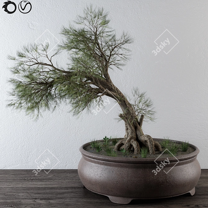 Small Bonsai Pine Tree 3D model image 1