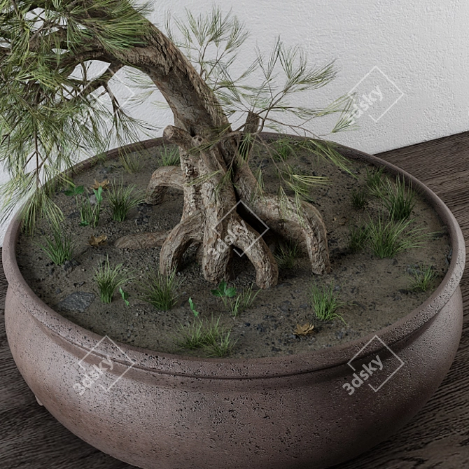 Small Bonsai Pine Tree 3D model image 2