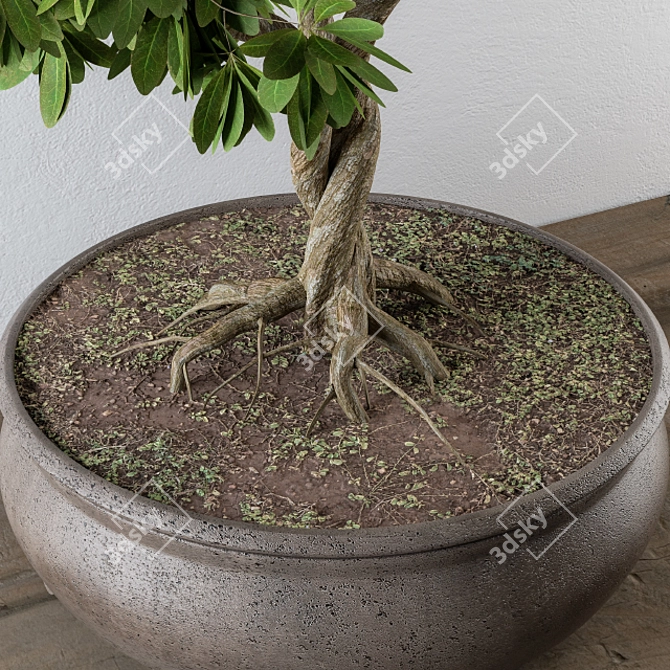 Lush Leafy Bonsai Beauty 3D model image 2