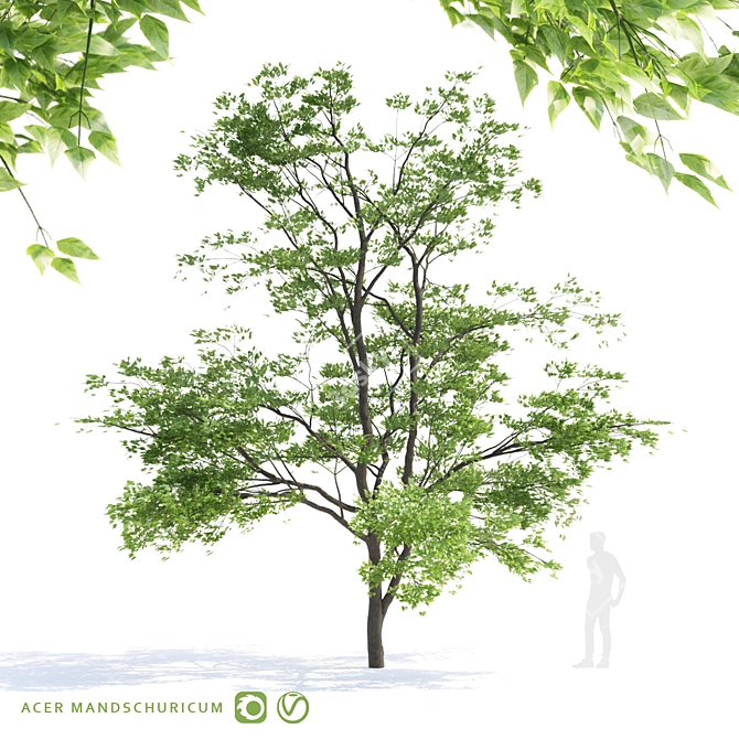 Manchu Maple Tree: Lifelike and Exquisite 3D model image 1