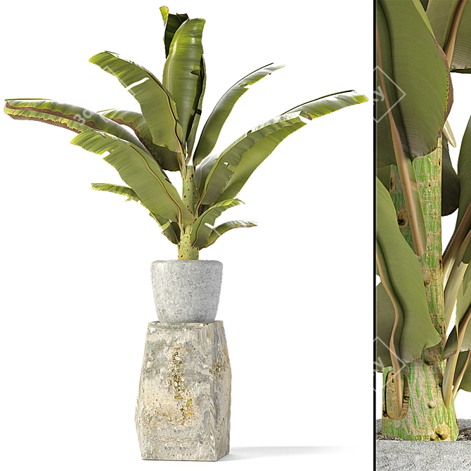 Exotic Flowerpot Plant: Tropical Elegance 3D model image 1