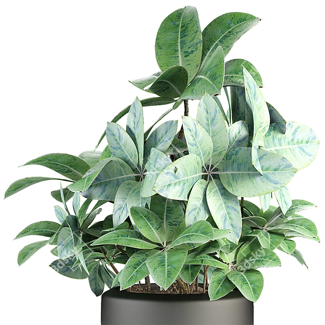 Tropical Exotic Plant in Flowerpot 3D model image 2