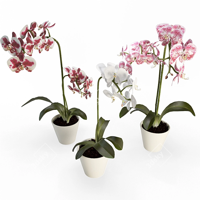 Elegant Orchid Collection: 3D Flowers 3D model image 1