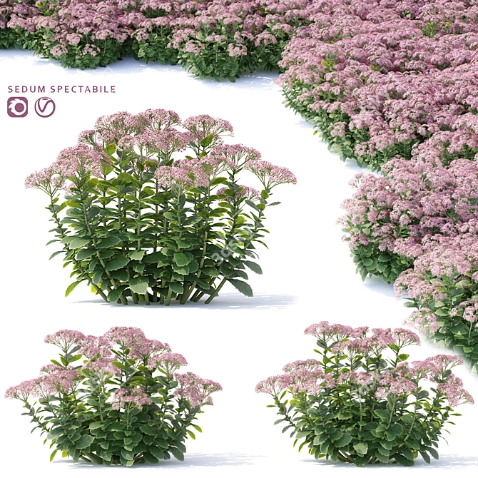 Sedum Stonecrop: Vibrant Blooms for Your Garden 3D model image 1