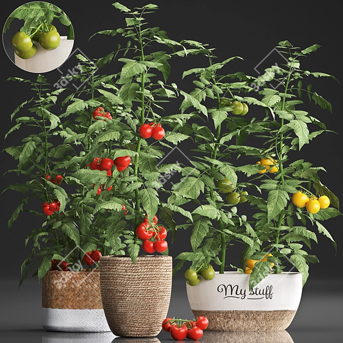 Title: Exotic Tomato - Indoor Plant Collection 3D model image 1