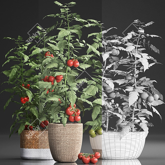 Title: Exotic Tomato - Indoor Plant Collection 3D model image 3