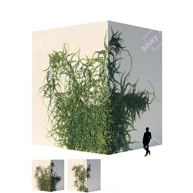 Evergreen Ivy Wall 3D model image 1