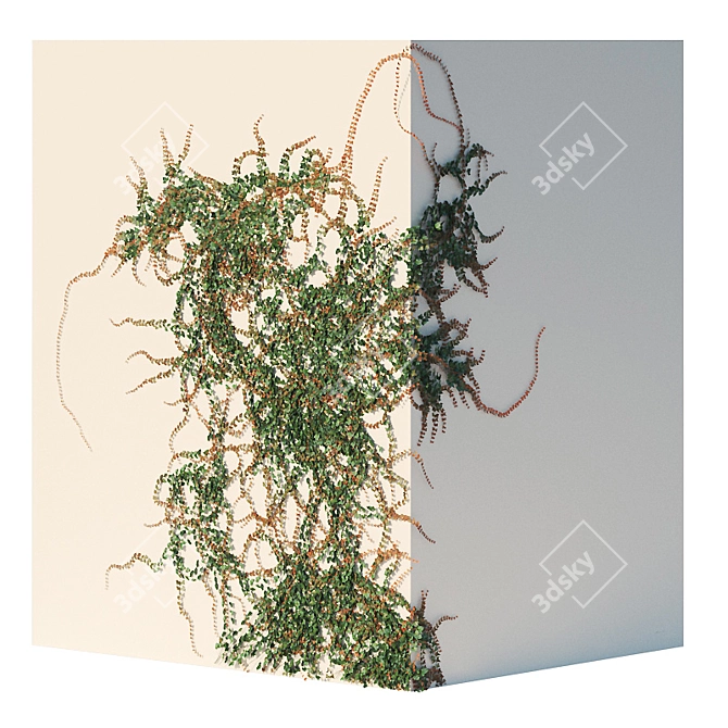 Evergreen Ivy Wall 3D model image 2