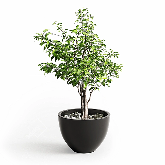 Elegant Ficus Tree - 430mm Height 3D model image 1