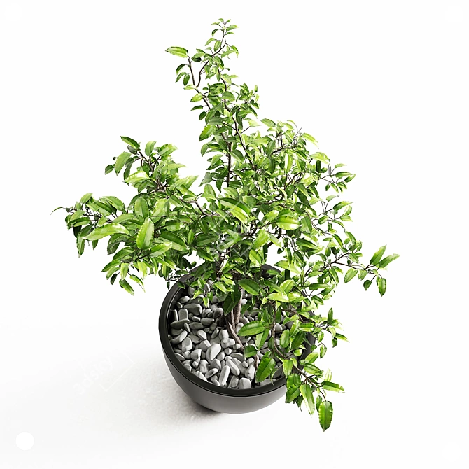 Elegant Ficus Tree - 430mm Height 3D model image 2