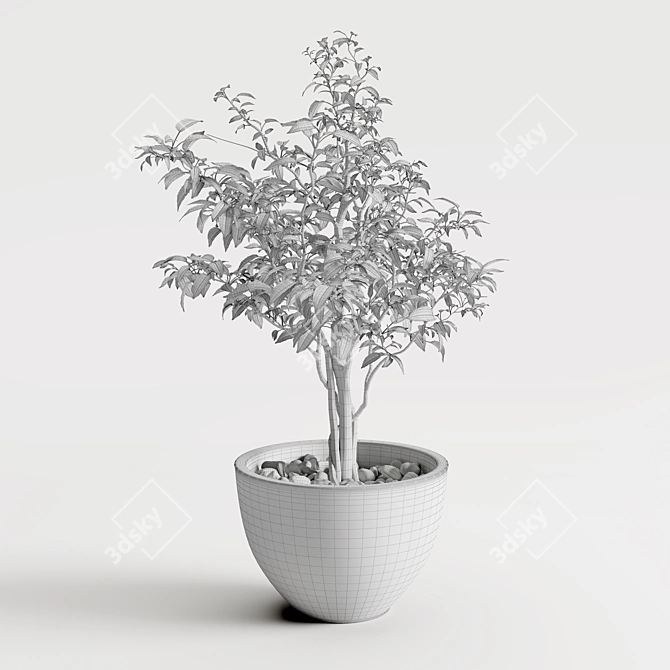 Elegant Ficus Tree - 430mm Height 3D model image 3