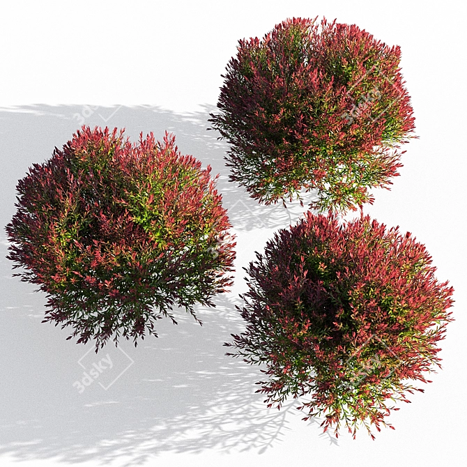 Elegant Melaleuca Claret Tops 3D model image 1