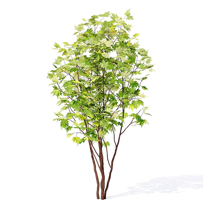 European Maple Tree for Sale 3D model image 2