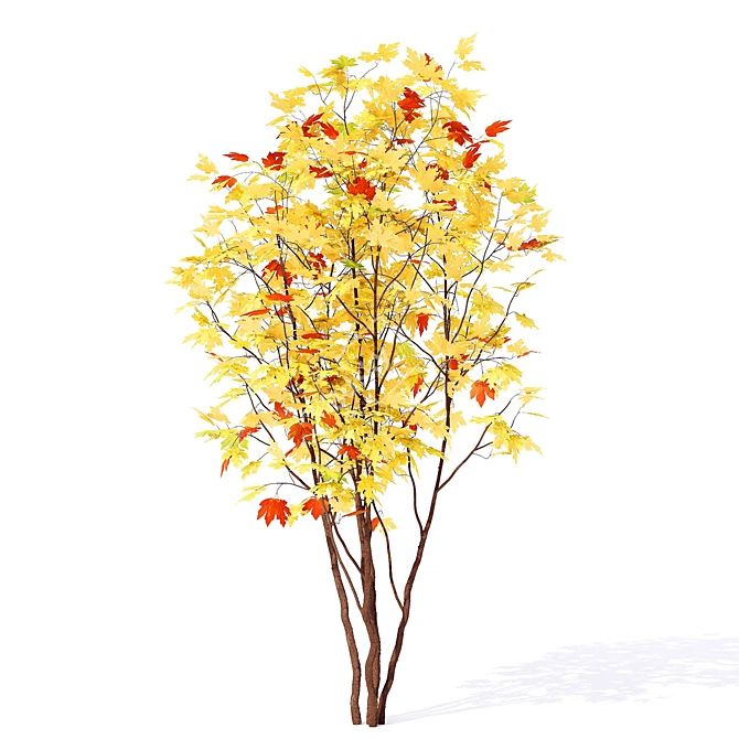 European Maple Tree for Sale 3D model image 3