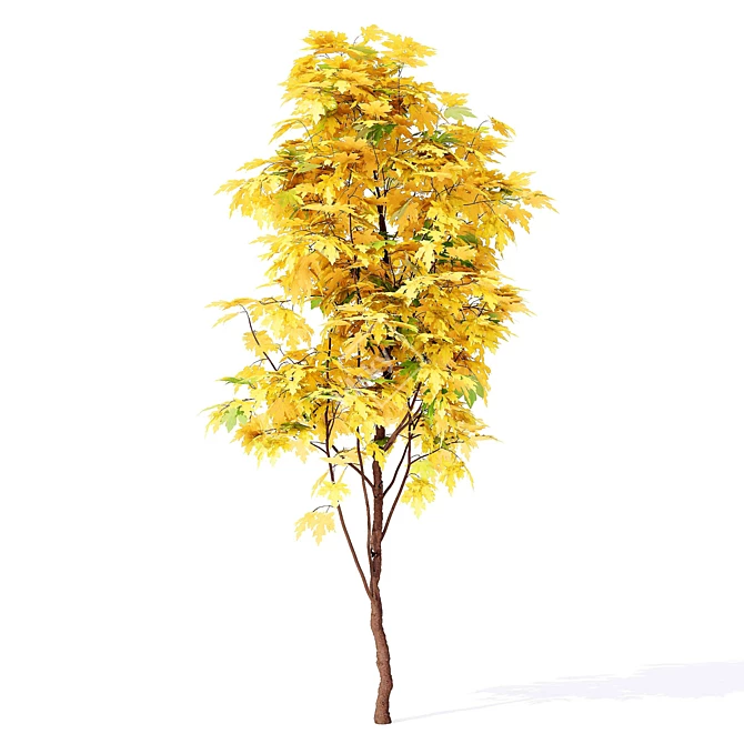 European Maple Tree - Acer Campestre 3D model image 2