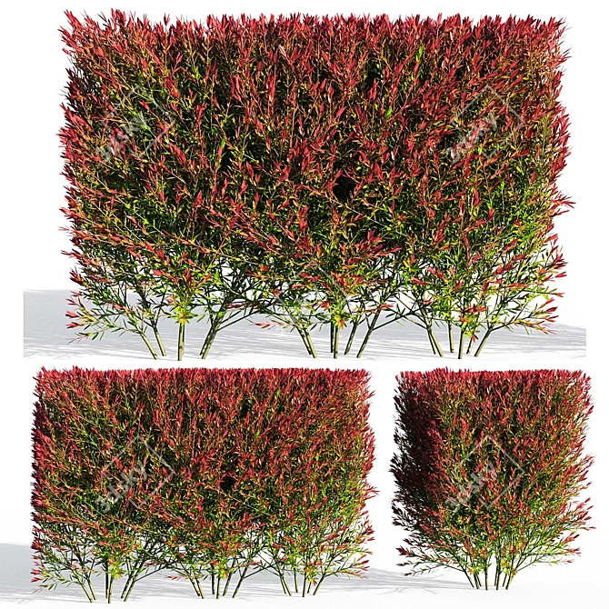 Melaleuca Claret Tops: Elegant and Synchronized 3D model image 1