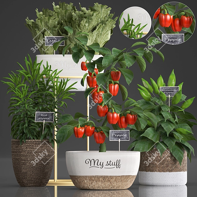 Exotic Pepper Plant Collection 3D model image 1