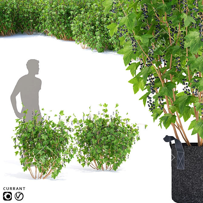 Currant Bushes: Polys 620-820 | 3 Varieties 3D model image 1