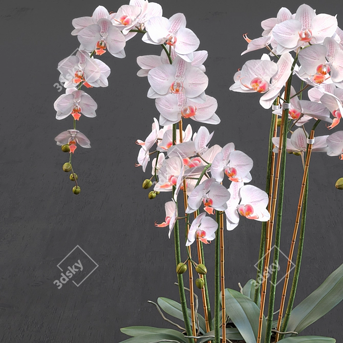 Blue Island Orchid - Detailed 3D Model 3D model image 2