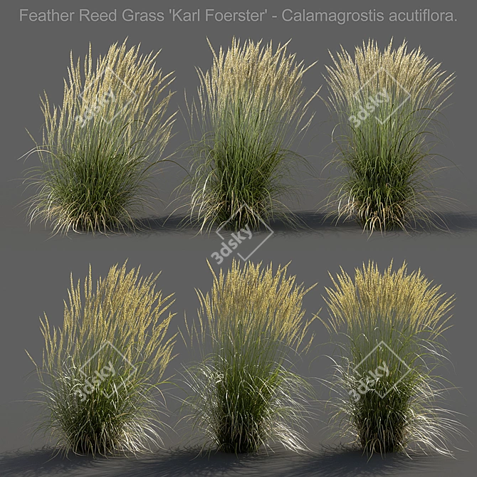 Realistic 3D Feather Reed Grass 3D model image 1