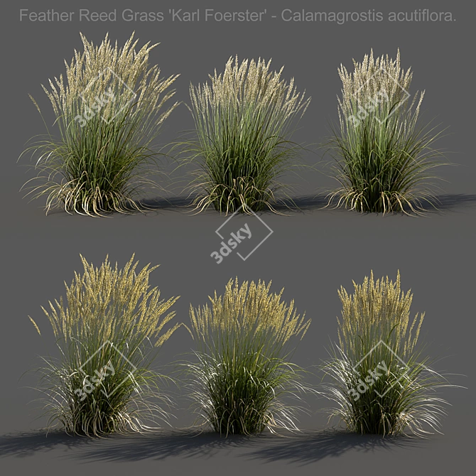 Realistic Feather Reed Grass Models 3D model image 1