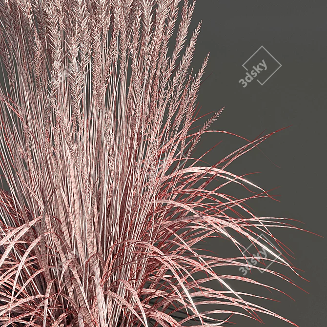 Realistic Feather Reed Grass Models 3D model image 2