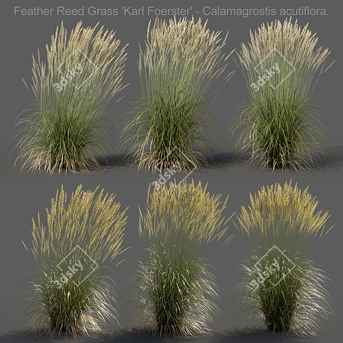 Realistic 3D Feather Reed Grass Models 3D model image 1